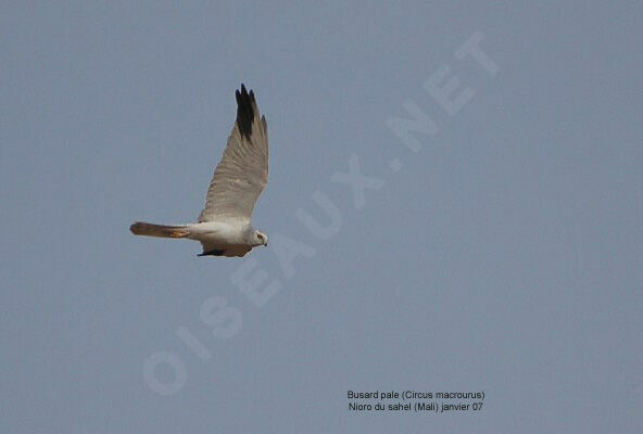 Pallid Harrier male adult