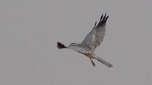 Pallid Harrier