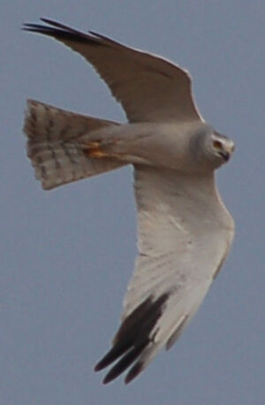 Pallid Harrier