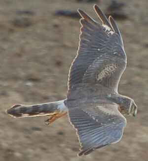 Pallid Harrier