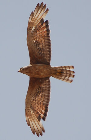 Grasshopper Buzzard
