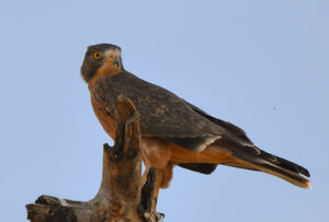 Grasshopper Buzzard