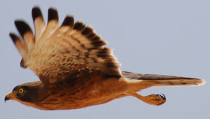 Grasshopper Buzzard