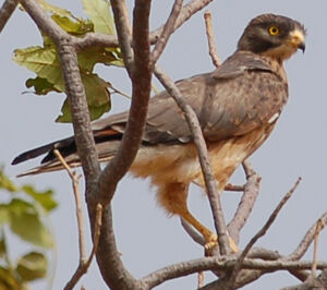 Grasshopper Buzzard