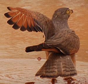 Grasshopper Buzzard