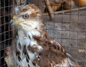 Red-necked Buzzard