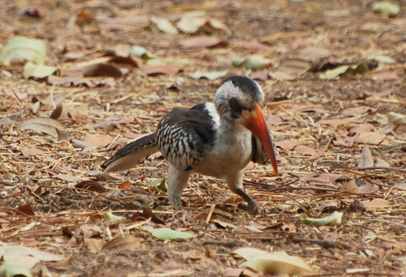 Western Red-billed Hornbill