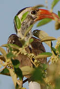 Western Red-billed Hornbill