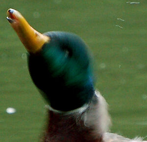 Canard colvert