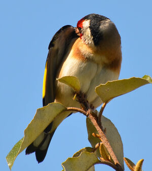European Goldfinch 
&copy; Thierry Helsens