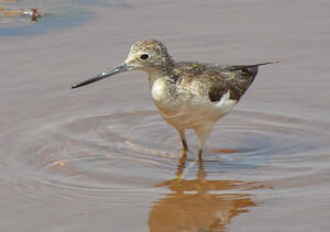 Common Greenshank 
&copy; Thierry Helsens