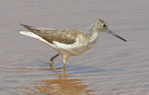 Common Greenshank 
&copy; Thierry Helsens