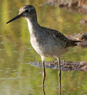 Wood Sandpiper