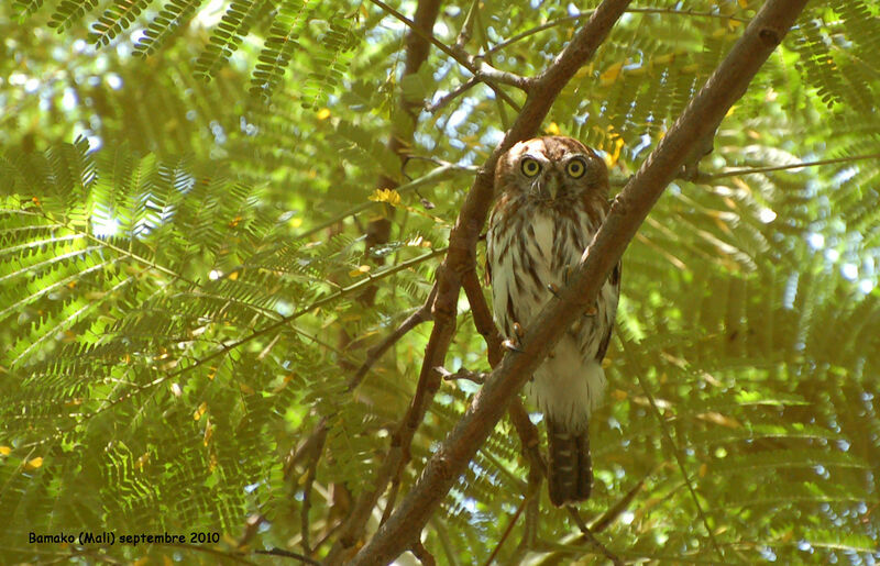 Pearl-spotted Owletadult, identification