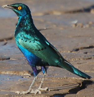 Choucador � oreillons bleus