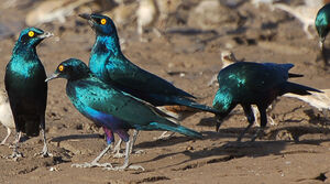 Choucador � oreillons bleus
