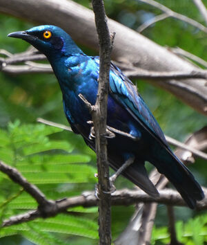 Choucador � oreillons bleus