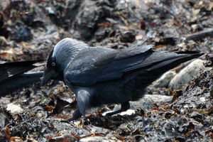 Western Jackdaw