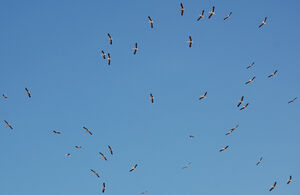 White Stork