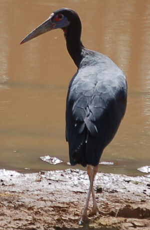 Abdim's Stork