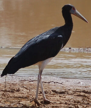 Abdim's Stork