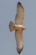 Short-toed Snake Eagle