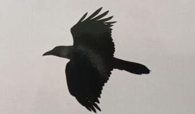 Corbeau brun