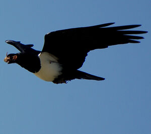 Corbeau pie