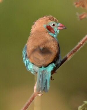 Cordonbleu � joues rouges