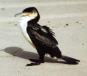 Cormoran à poitrine blanche