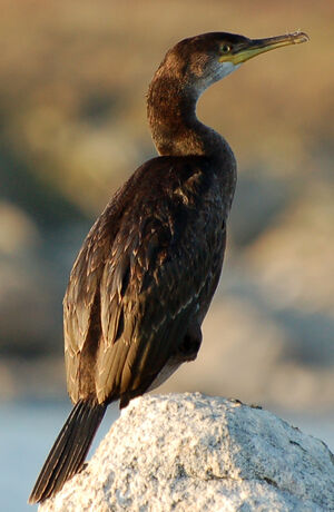 Cormoran huppé
