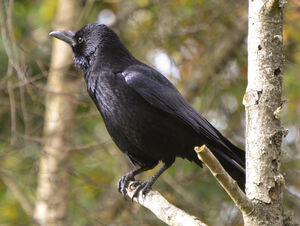 Carrion Crow