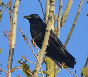 Carrion Crow