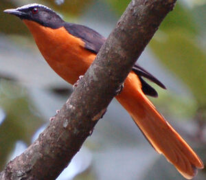 White-crowned Robin-Chat