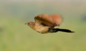 Black Coucal
