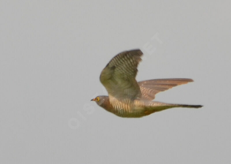 African Cuckoo, Flight