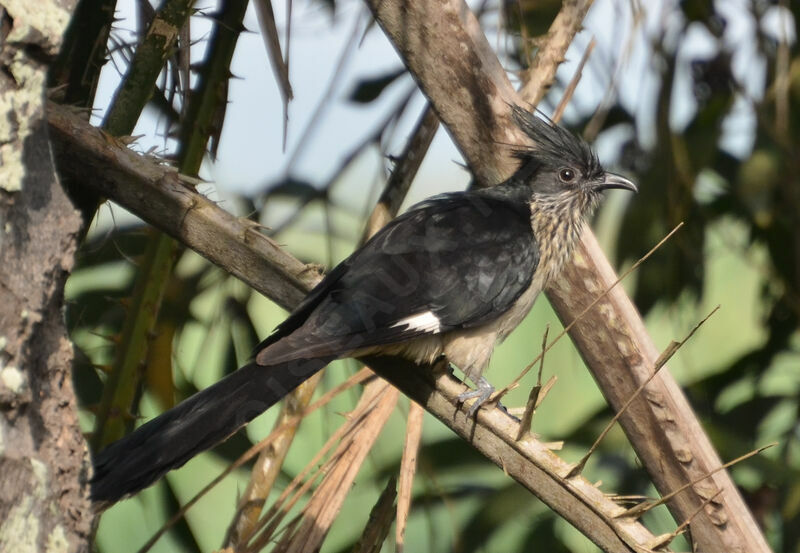 Levaillant's Cuckooadult, identification