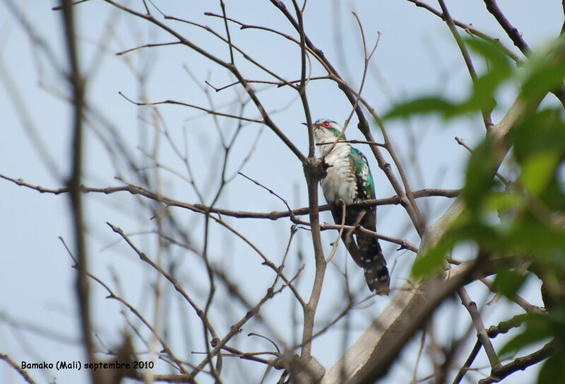 Diederik Cuckoo male adult, identification