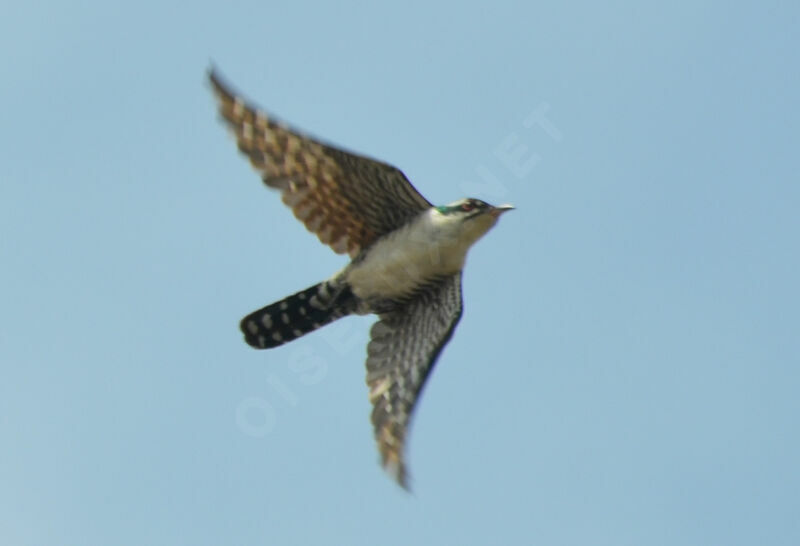 Diederik Cuckoo, Flight