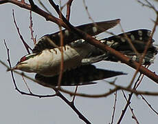 Diederik Cuckoo