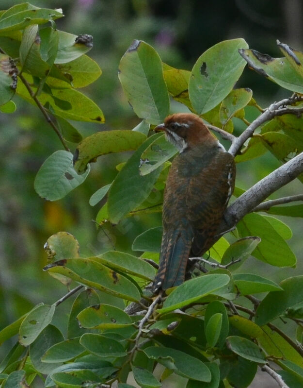 Diederik Cuckooadult, identification