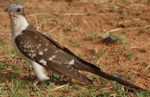 Great Spotted Cuckoo
