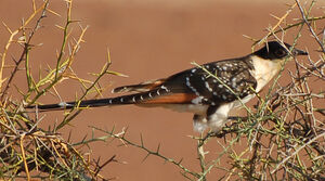 Great Spotted Cuckoo