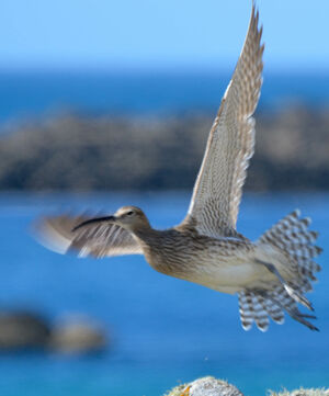 Whimbrel