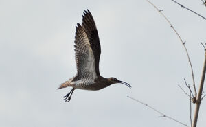 Whimbrel