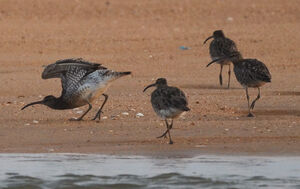Whimbrel