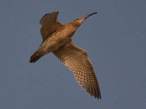 Whimbrel