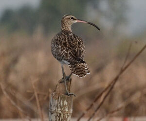 Whimbrel