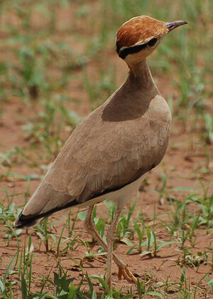 Temminck's Courser