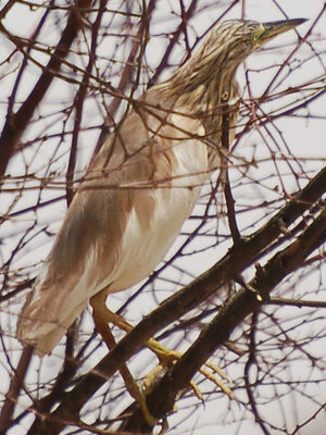 Squacco Heron